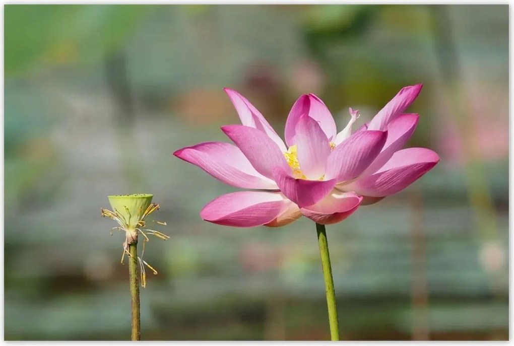 Poszterek 120x80 Kalapos madár Tájkép Kilátás