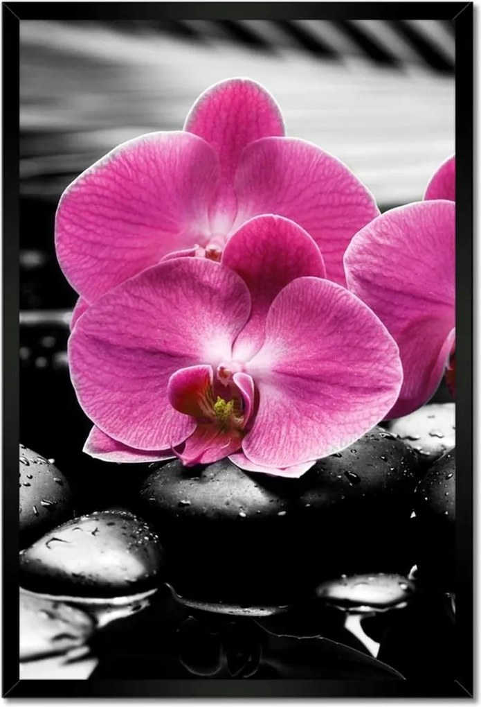 Poszterek keretben 40x60 Lila leander