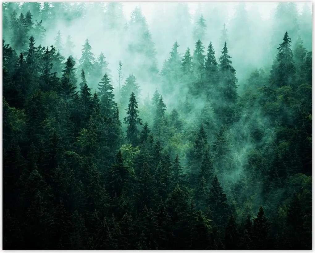 Poszterek 50x40 Erdő Köd Tájkép Utazás
