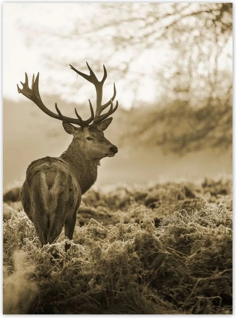 Poszterek 100x135 Szarvas erdő naplemente