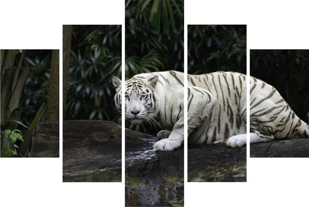Kép - albínó tigris (150x105 cm)