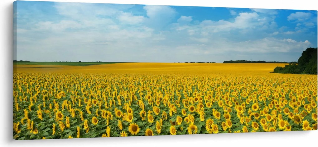 Kép - napraforgó (120x50 cm)