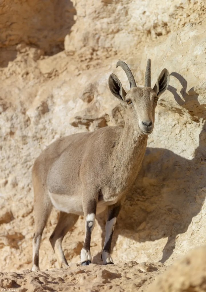 Poszter 21x29,7cm Nubiana Ibex 7, Assaf Frank