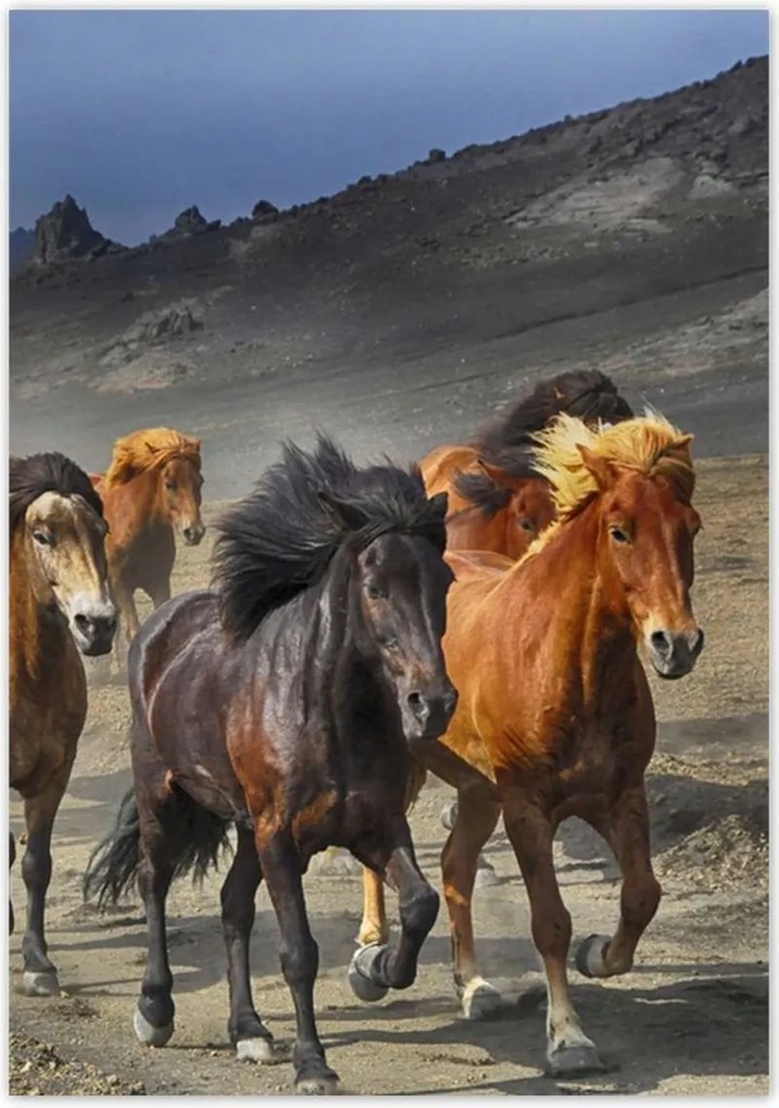 Poszterek 70x100 Vadlócsorda