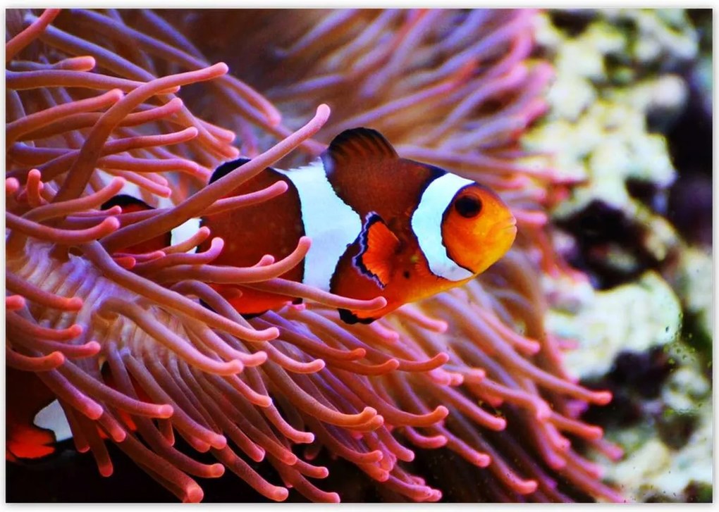 Poszterek 100x70 Narancssárga hal Rafa