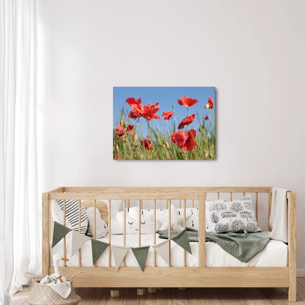 Kép - Pipacsok (70x50 cm)