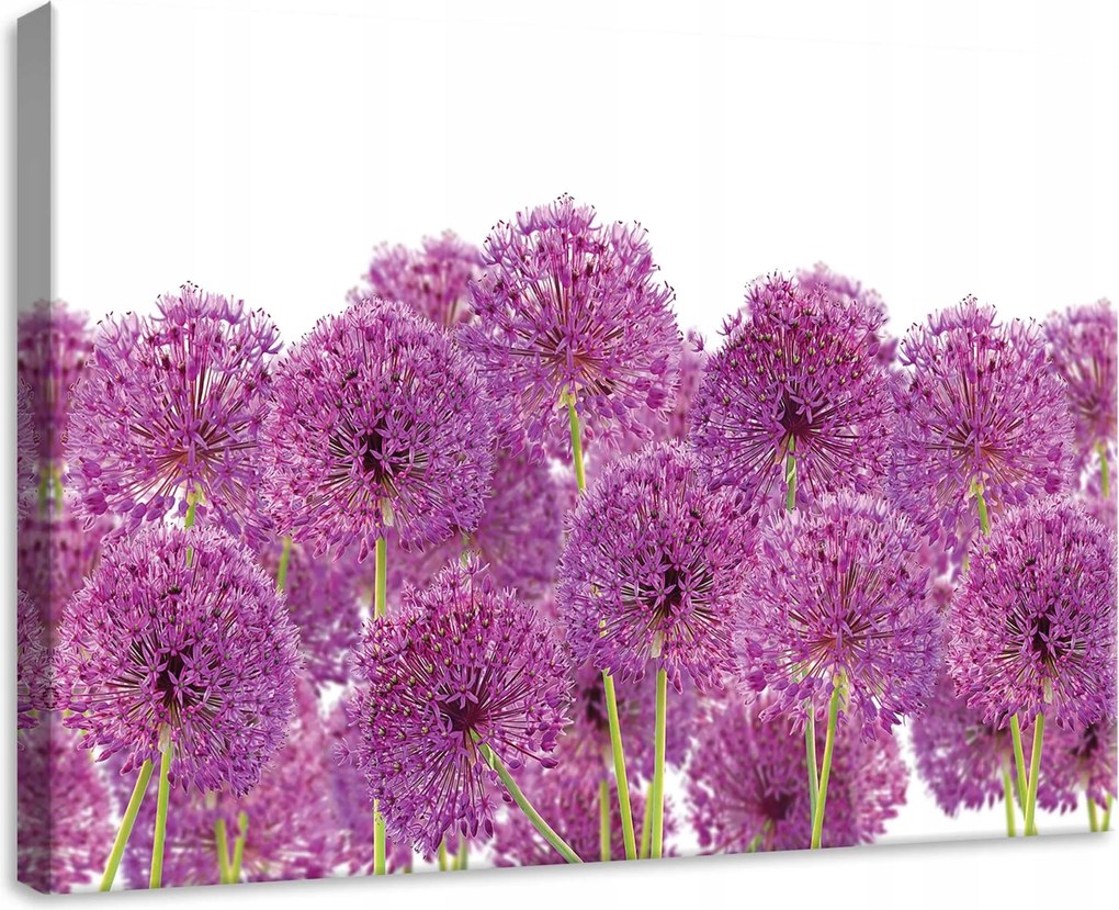 Vászonkép 70x50 Virágok hagyma dísz tavasz lila zöld frissesség természet