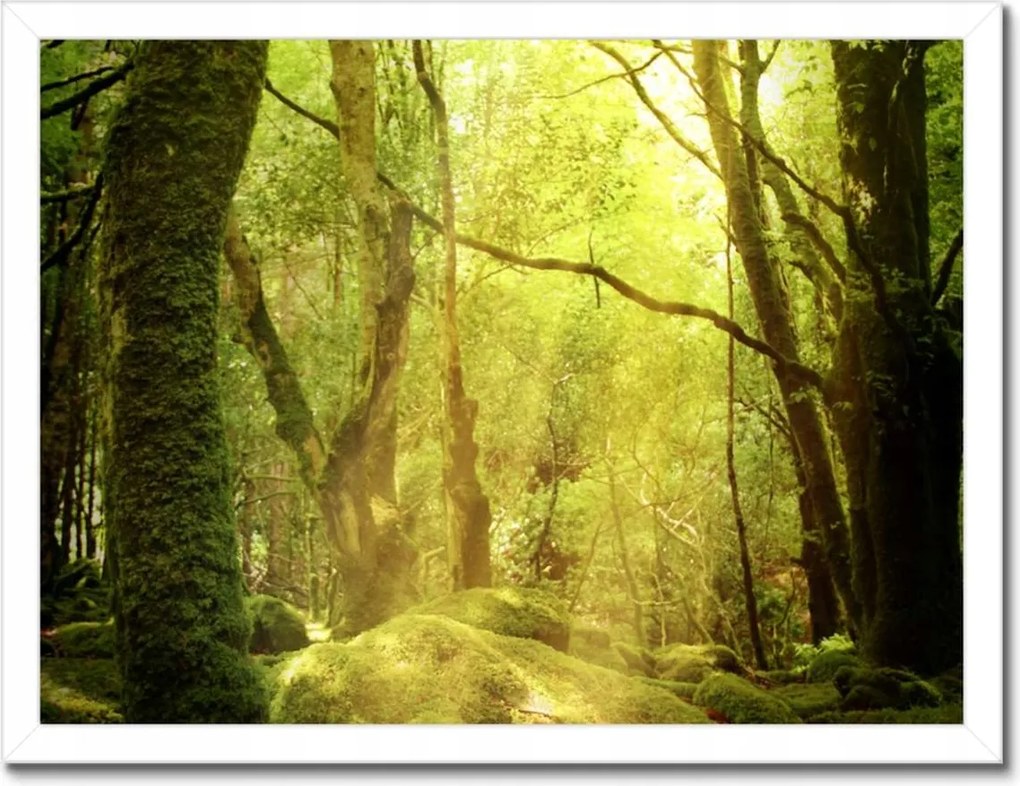 Poszterek keretben 40x30 Varázslatos erdő Tájkép