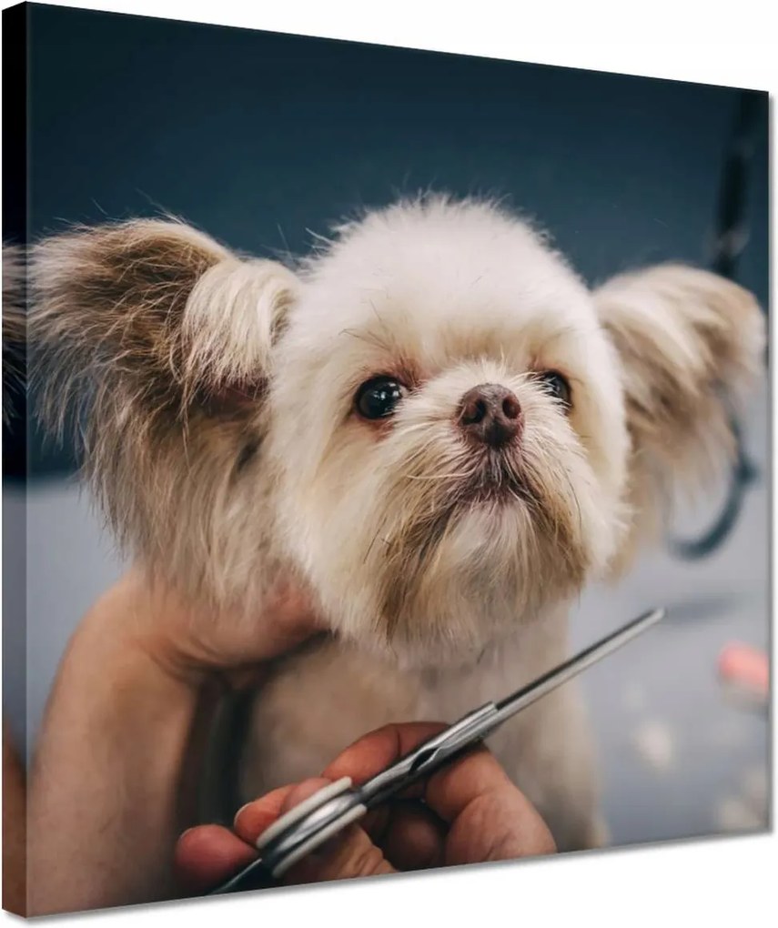 Vászonkép 30x30 Kutya a Groomer nappaliban