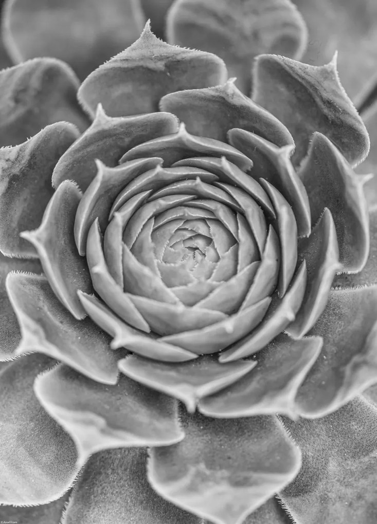 Poszter 39,5x55cm Közelkép pozsgásokról, Assaf Frank