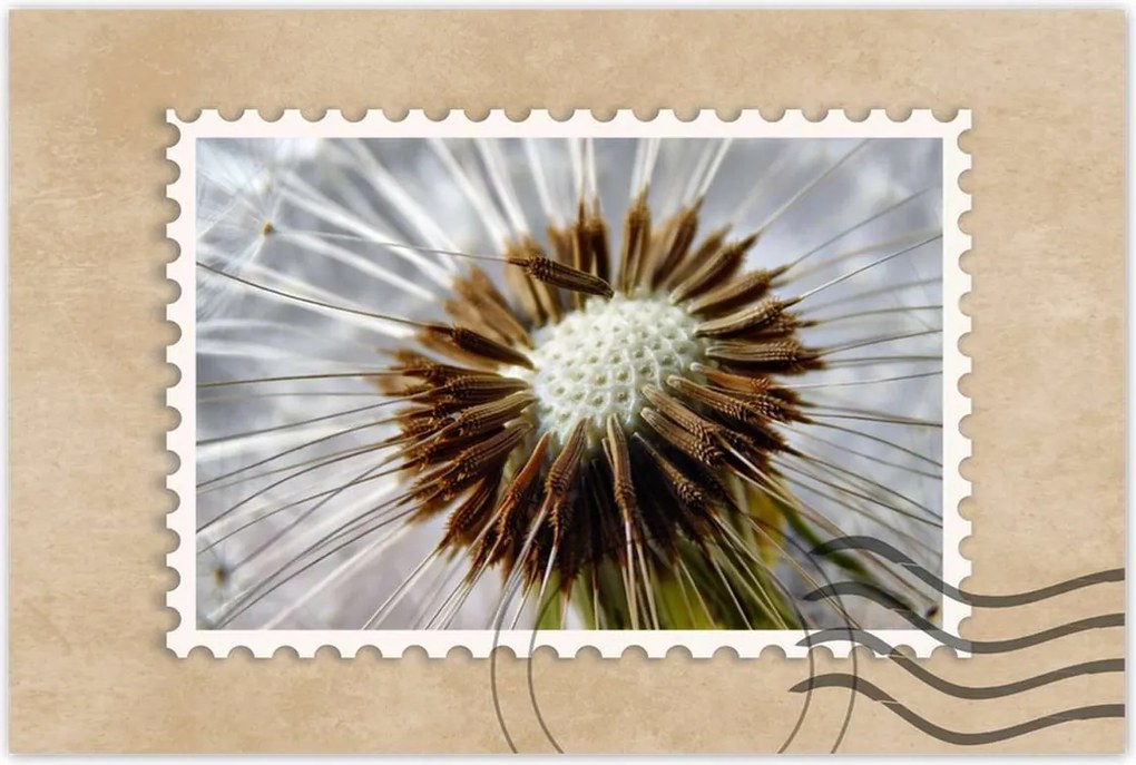 Poszterek 60x40 Pitypang Virág Virágok