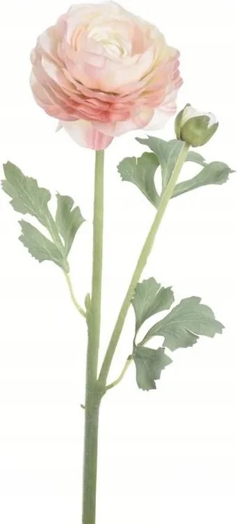 magas nagy telihold boglárka ranunculus világos rózsaszín művirágok