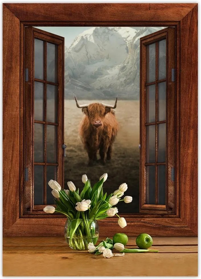 Poszterek 50x70 Skót tehén szarvasmarha