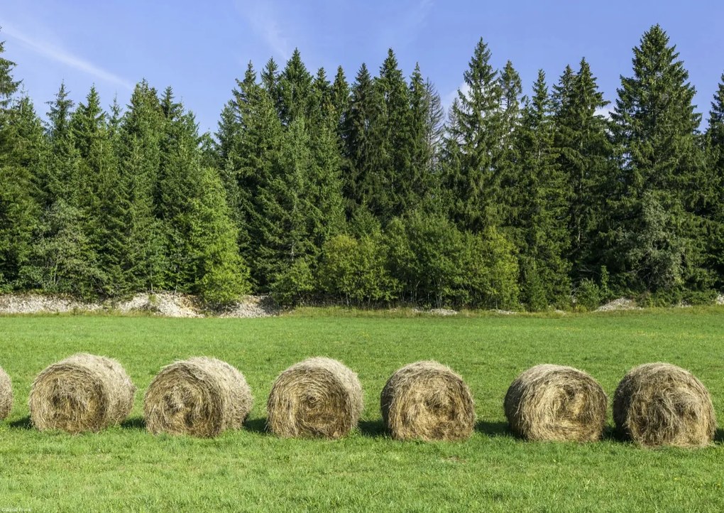 Poszter 42x29,7cm Szénakazalok a fűben, Assaf Frank