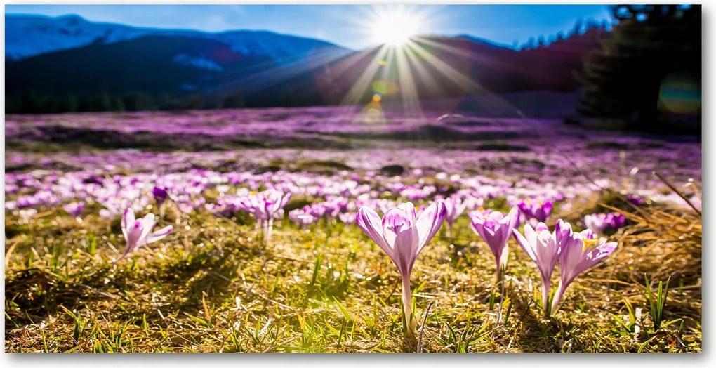 Fotó üvegkép Krokodilok a tisztáson 140x70