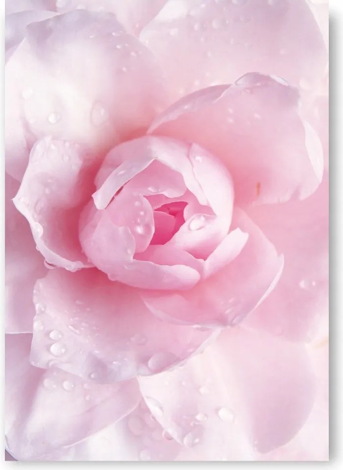 Rózsa rózsaszín poszter kép B2 50x70cm #177