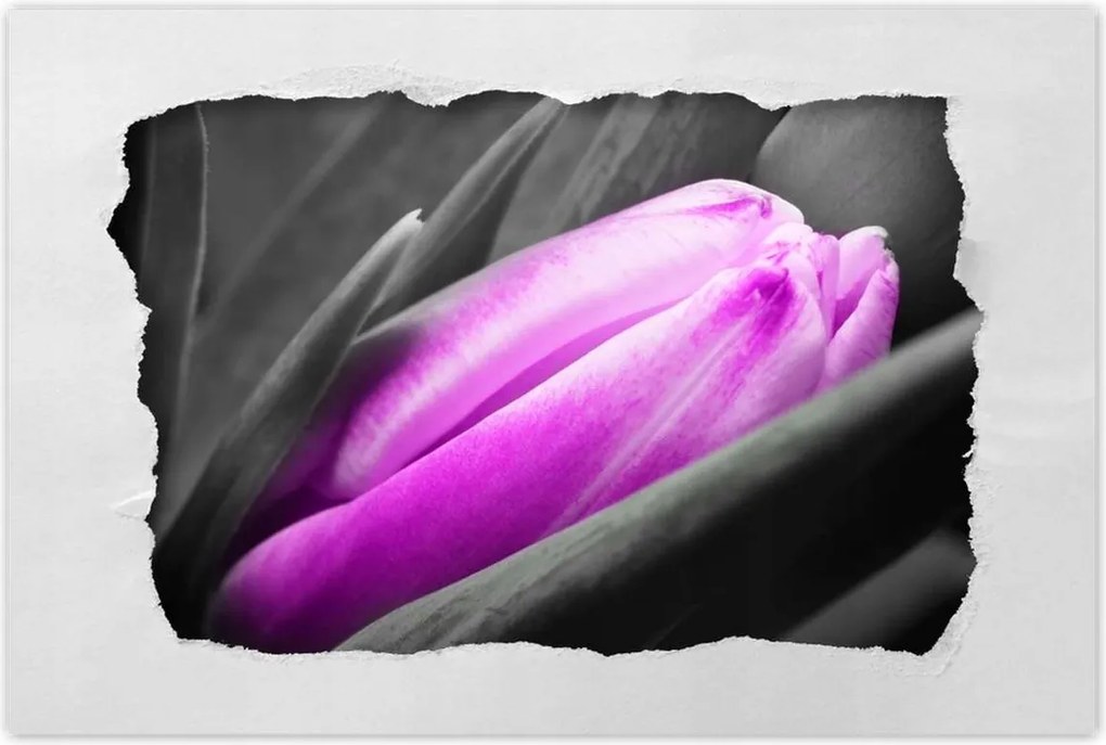 Poszterek 90x60 Lila tulipán