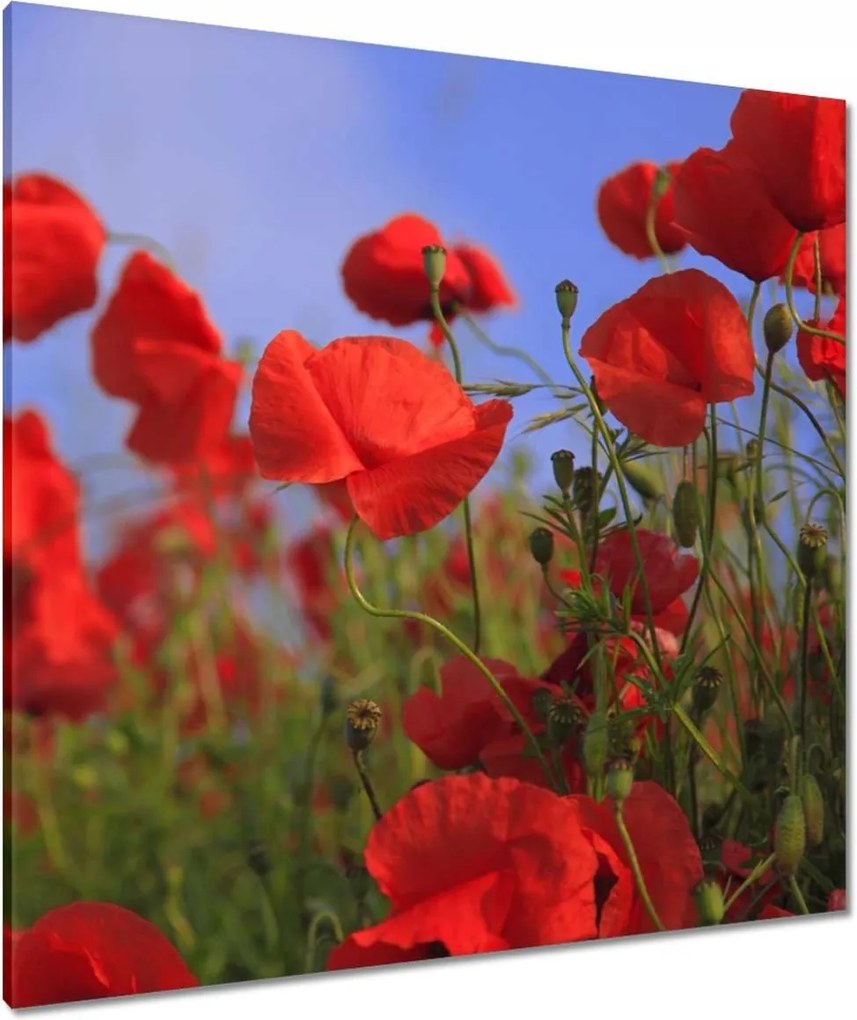 Vászonkép 90x90 Pipacsok az égbolt hátterében