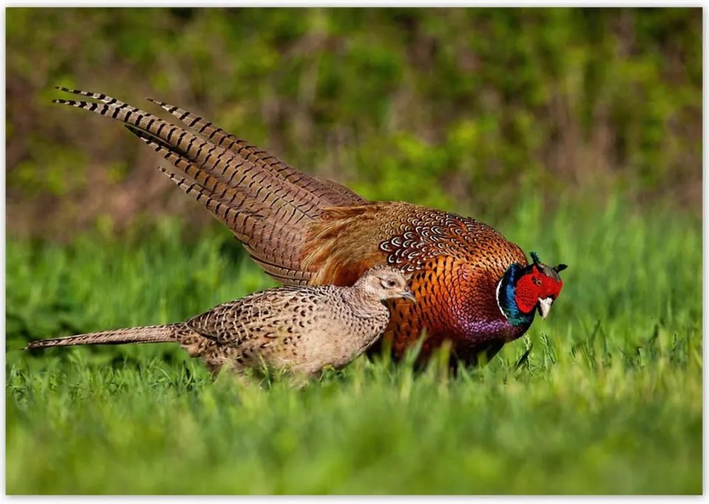 Poszterek 100x70 Fácán család Madarak