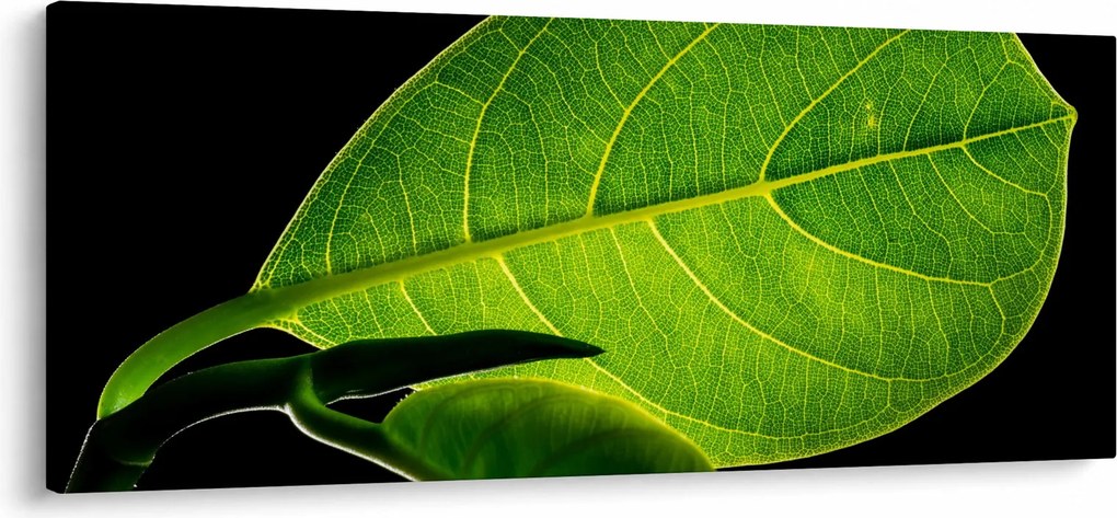 Kép - zöld levél (120x50 cm)