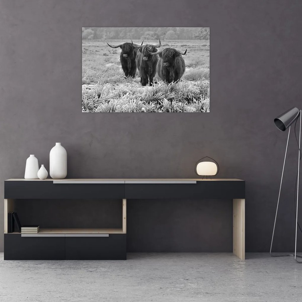 Kép - Skót tehenek (90x60 cm)