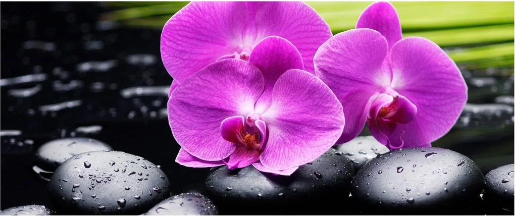 Kép - Orchideák (120x50 cm)