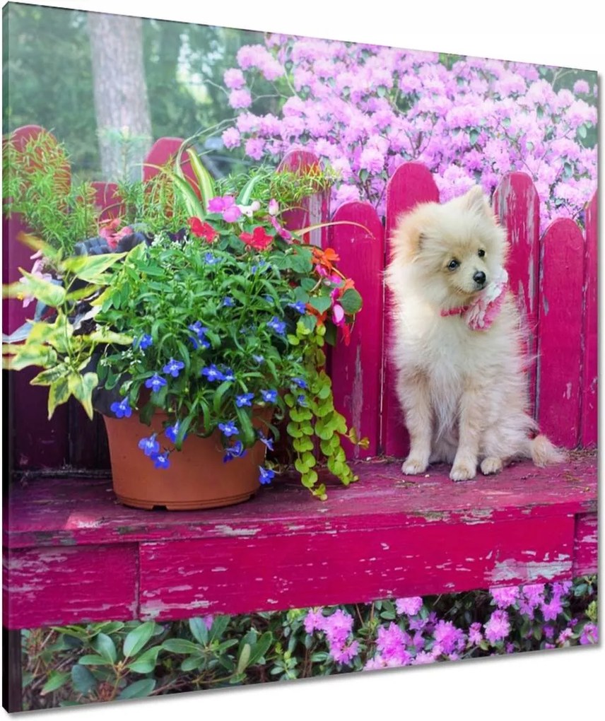 Vászonkép 90x90 Kutya Kutyák