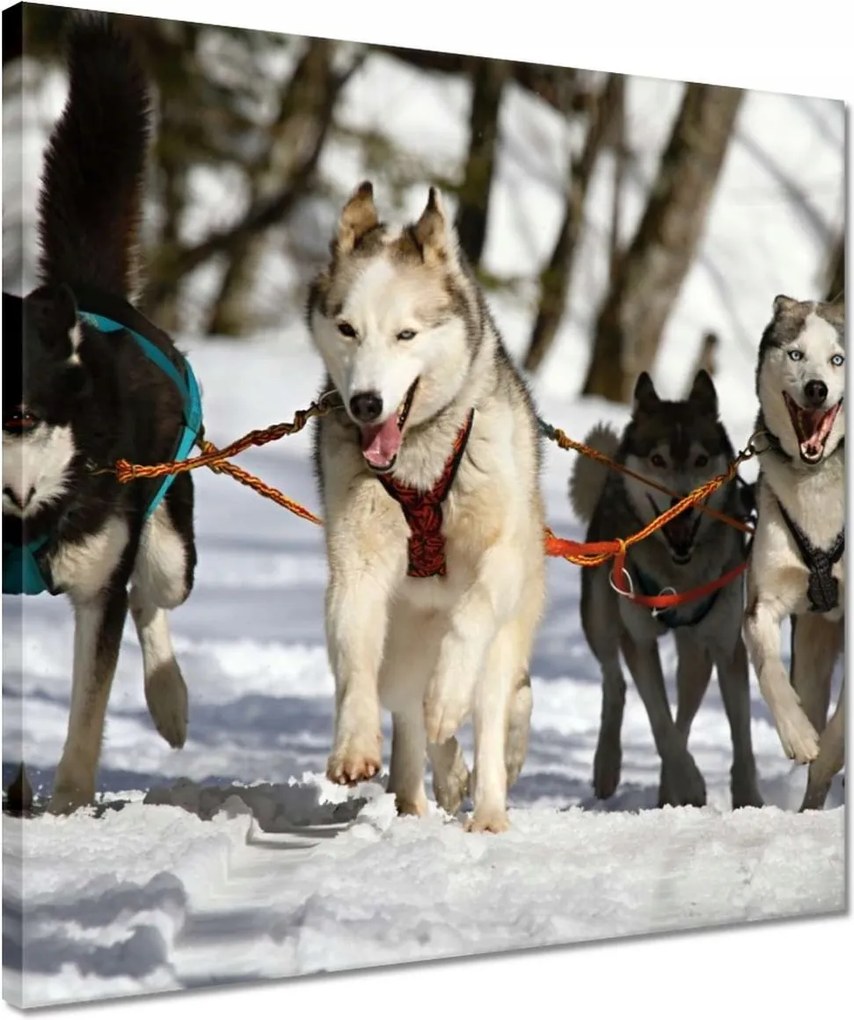 Vászonkép 40x40 Kutyaszán