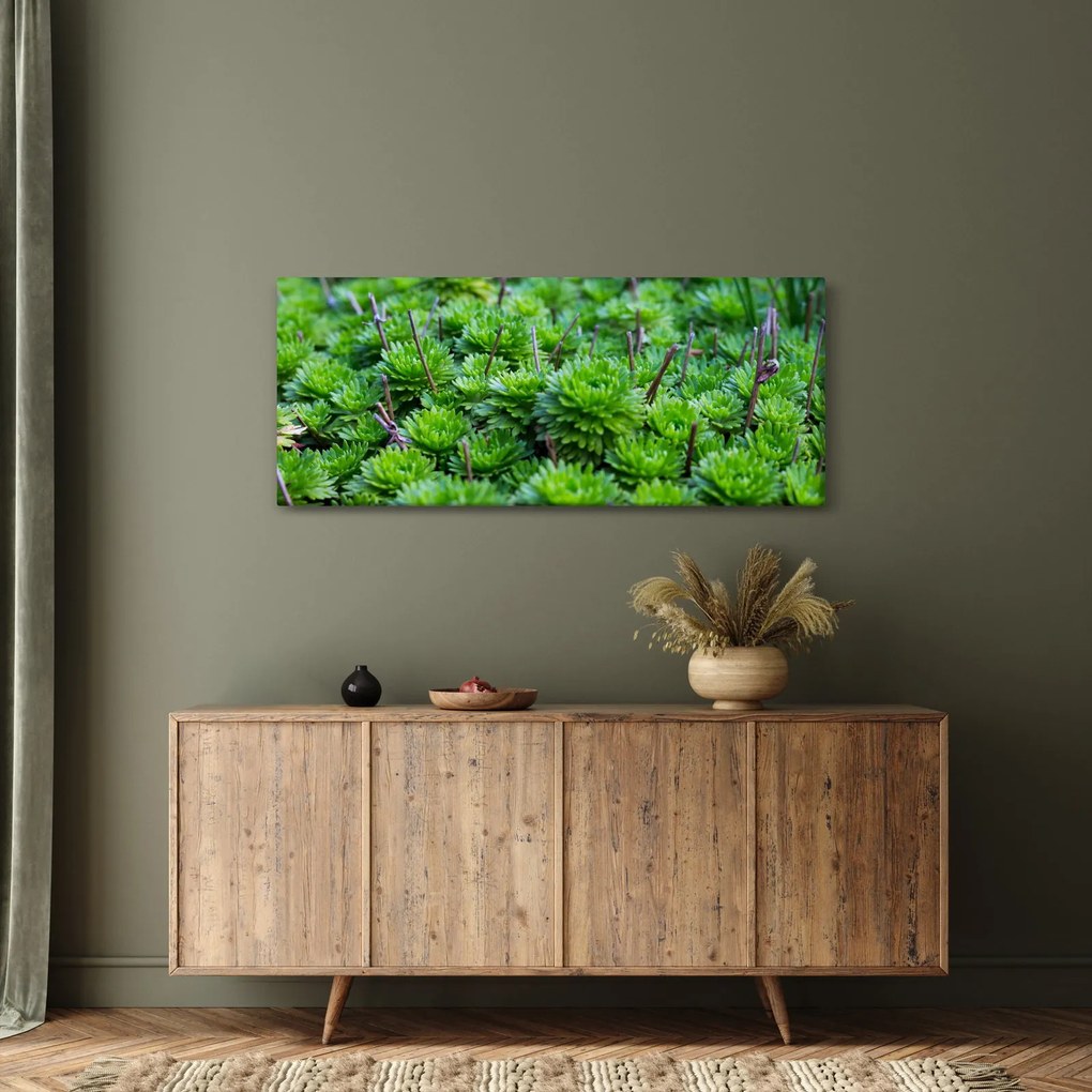 A pozsgás növények képe (120x50 cm)