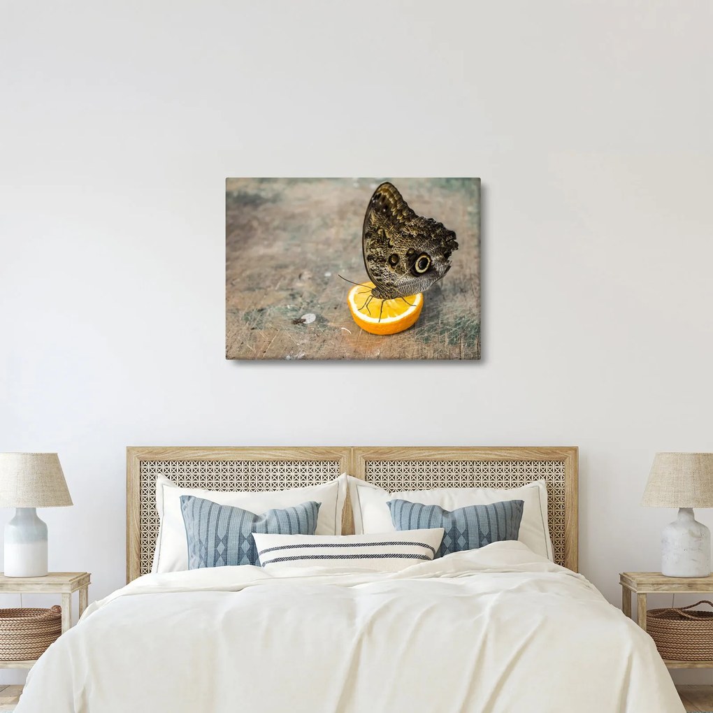 Pillangó képe (70x50 cm)