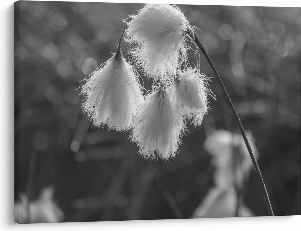 Kép - Cottongrass (70x50 cm)