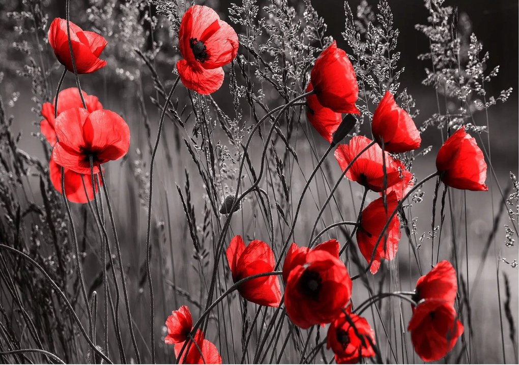 Fotótapéta piros pipacs fotótapéta 208 x 146