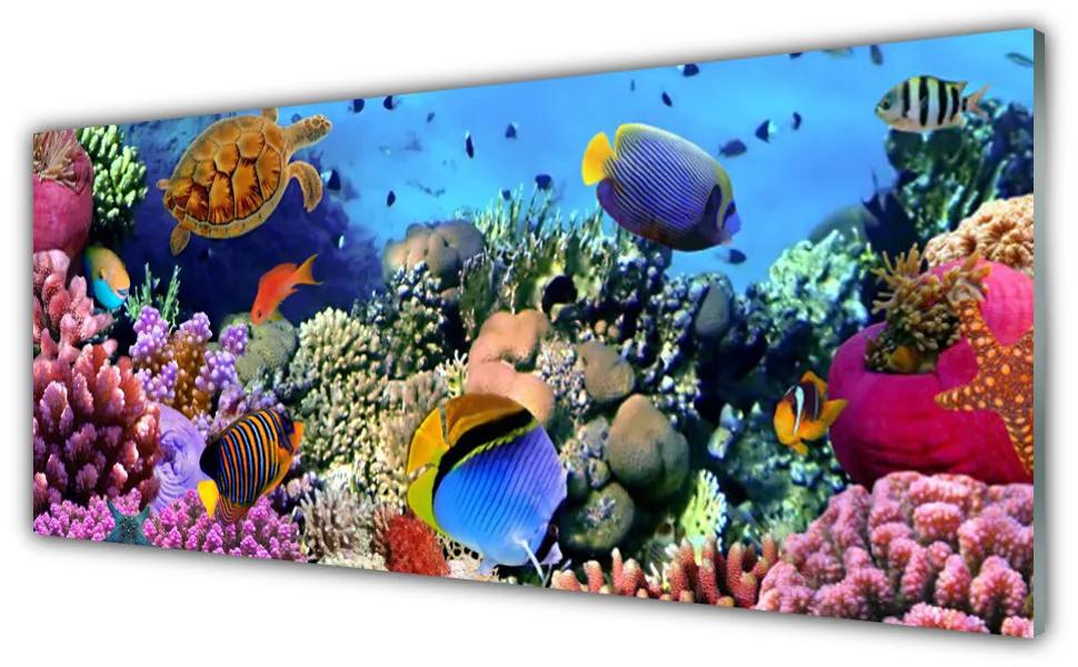 Akrilkép Barrier Reef Nature 100x50 cm