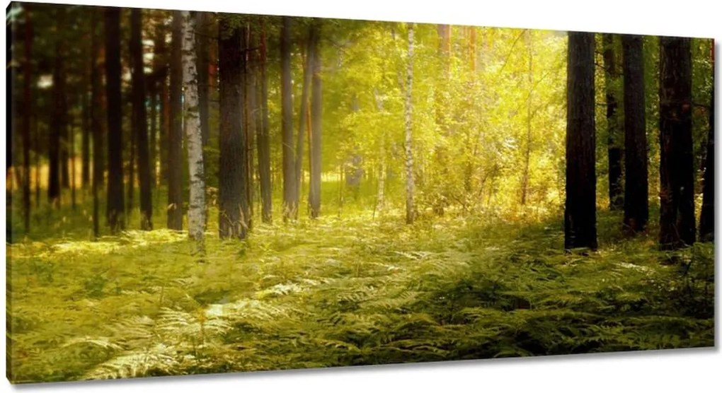 Képek 115x55 Napfelkelte az erdőben