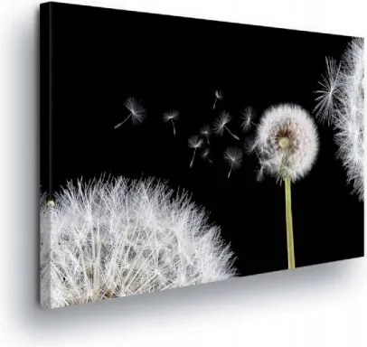 Vászonkép 60x40 Pitypang mag repülés könnyed nyugalom fekete háttér fehér