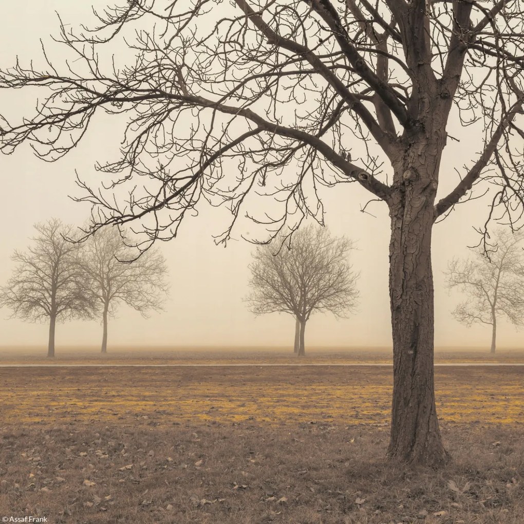 Poszter 20x20cm Fák egy ködös napon, Assaf Frank