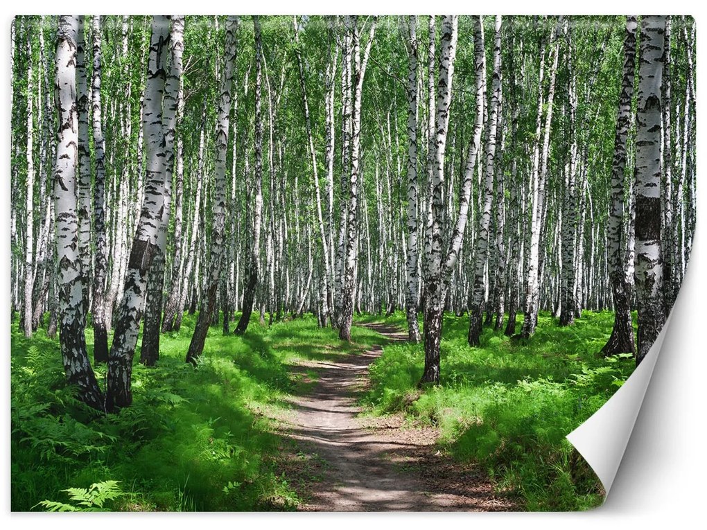 Gario Fotótapéta Nyírfa erdő Anyag: Vlies, Méret: 400 x 280 cm