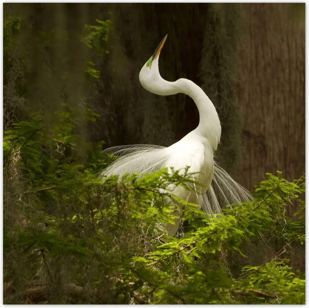 Poszterek 100x100 Kalapos madár Tájkép Kilátás