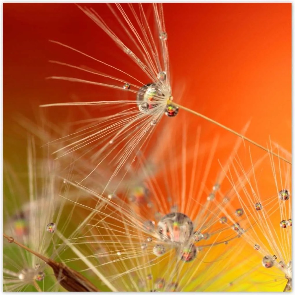 Poszterek 100x100 Pitypang Virág Virágok