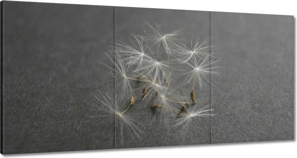 Vászonkép 120x60 Pitypang Virág Virágok