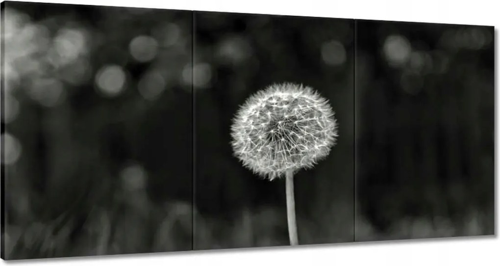 Vászonkép 60x30 Pitypang Virág Makro