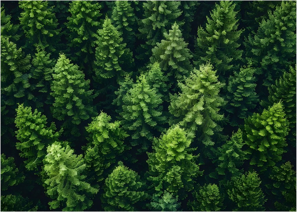 Kép - Forest (70x50 cm)
