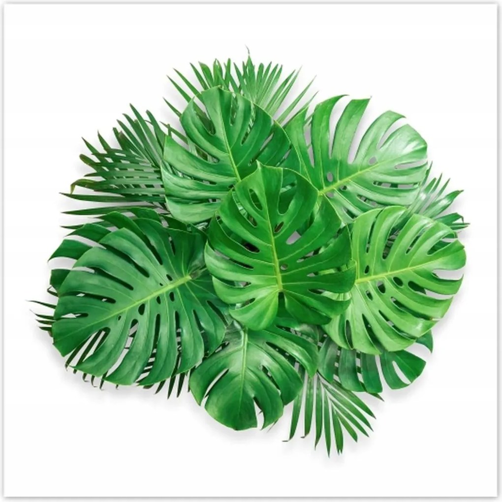 Poszterek 100x100 Monstera Lyukas levelek