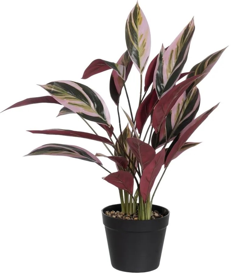 Műnövény (magasság 55 cm) Bird of Paradise – Ixia
