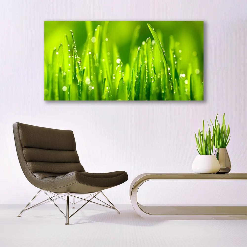 Akrilüveg fotó Green Grass Dew Drops 120x60 cm