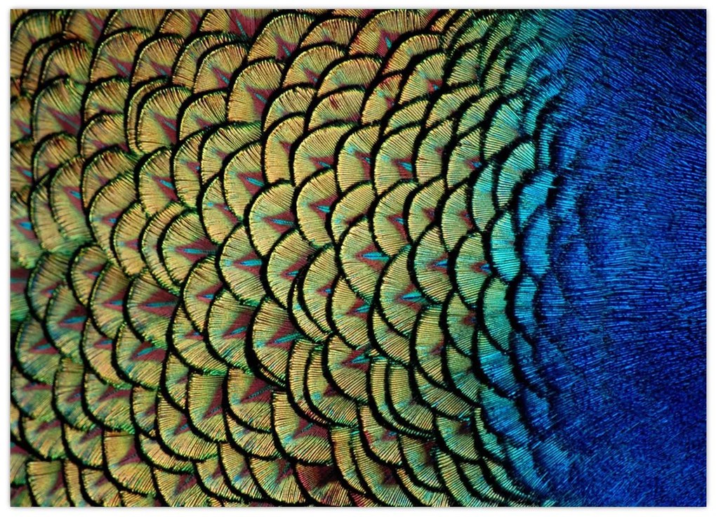 Kép - Pávatollak (70x50 cm)