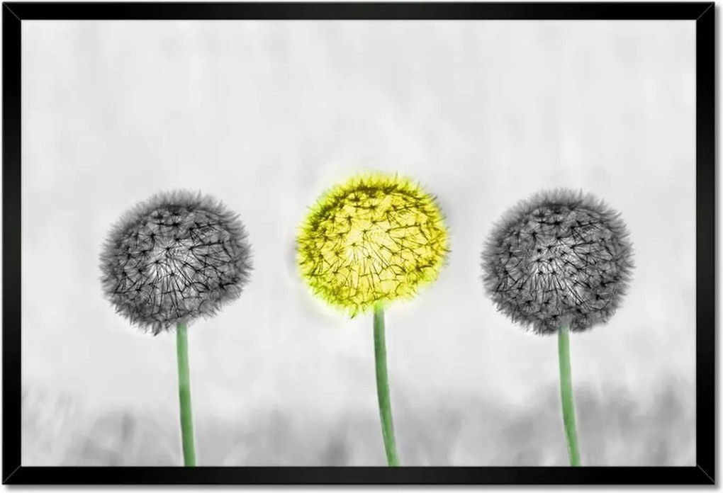 Poszter keretben 60x40 Sárga pitypang