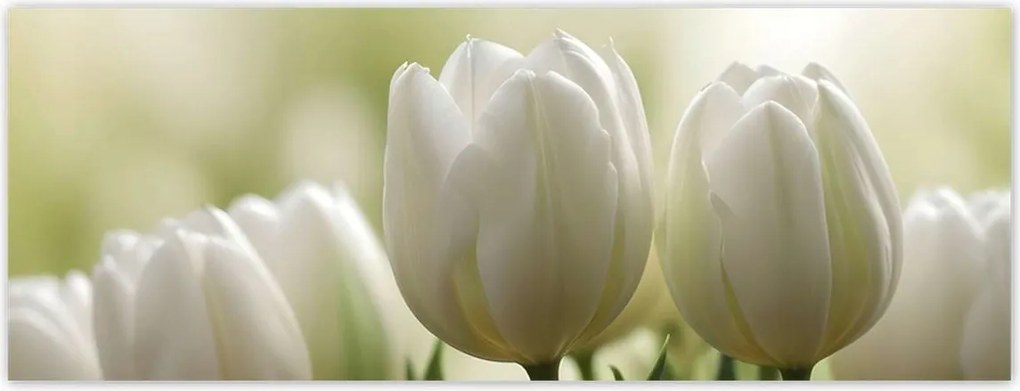 Fotótapéták 250x93 Fehér tulipánok