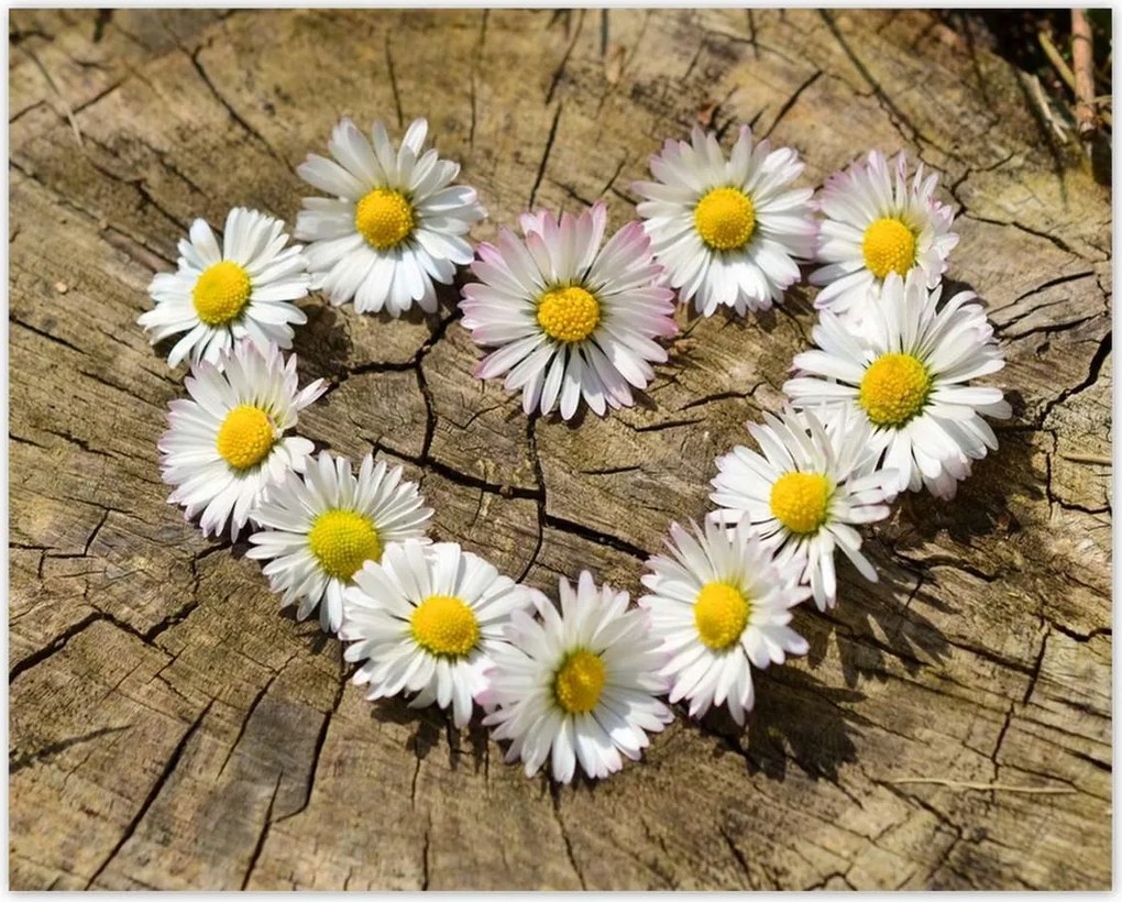 Poszterek 50x40 Kamilla szív