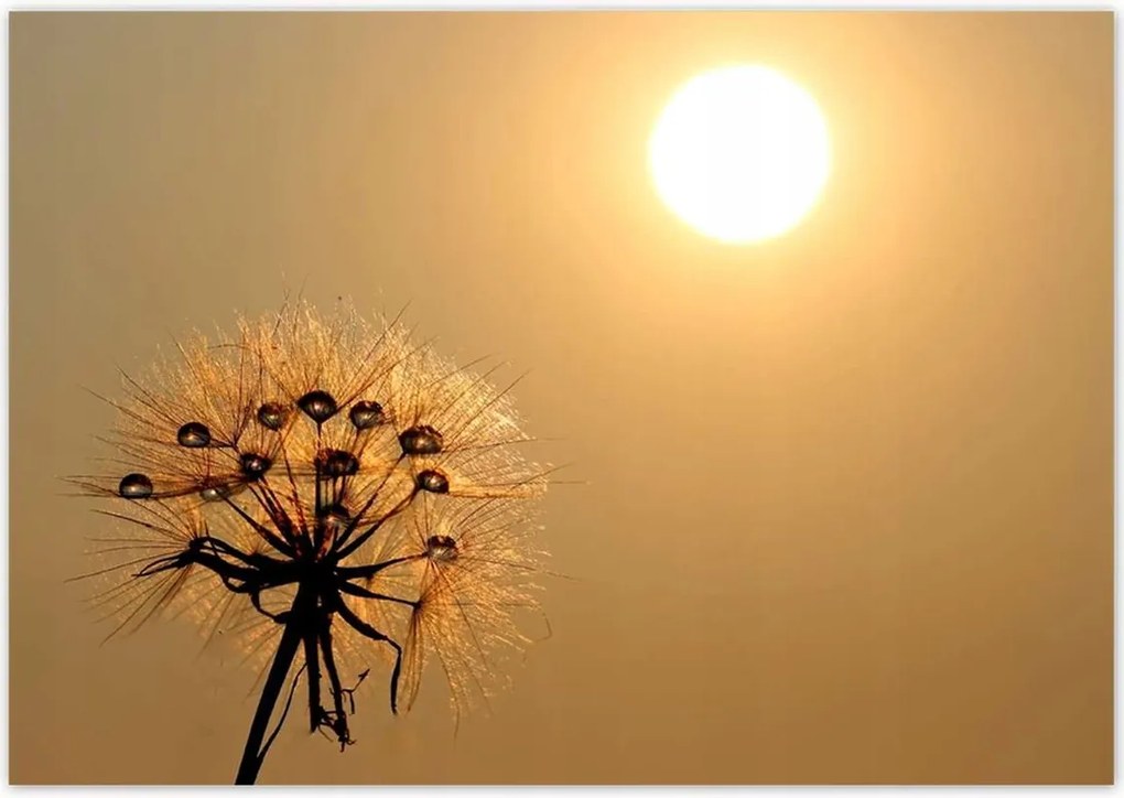 Poszterek 100x70 Pitypang Virág Virágok